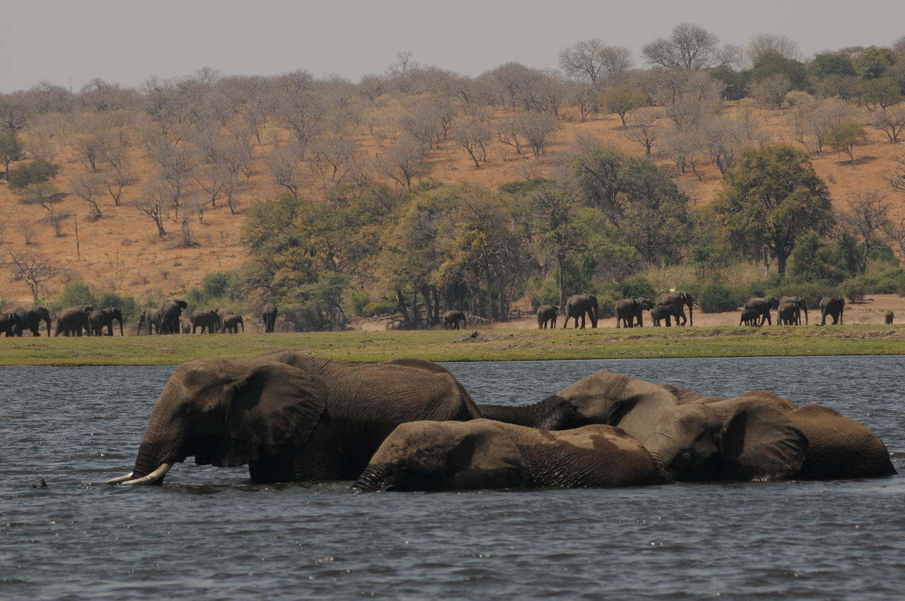 Ngoma Safari Lodge Kavimba Екстериор снимка