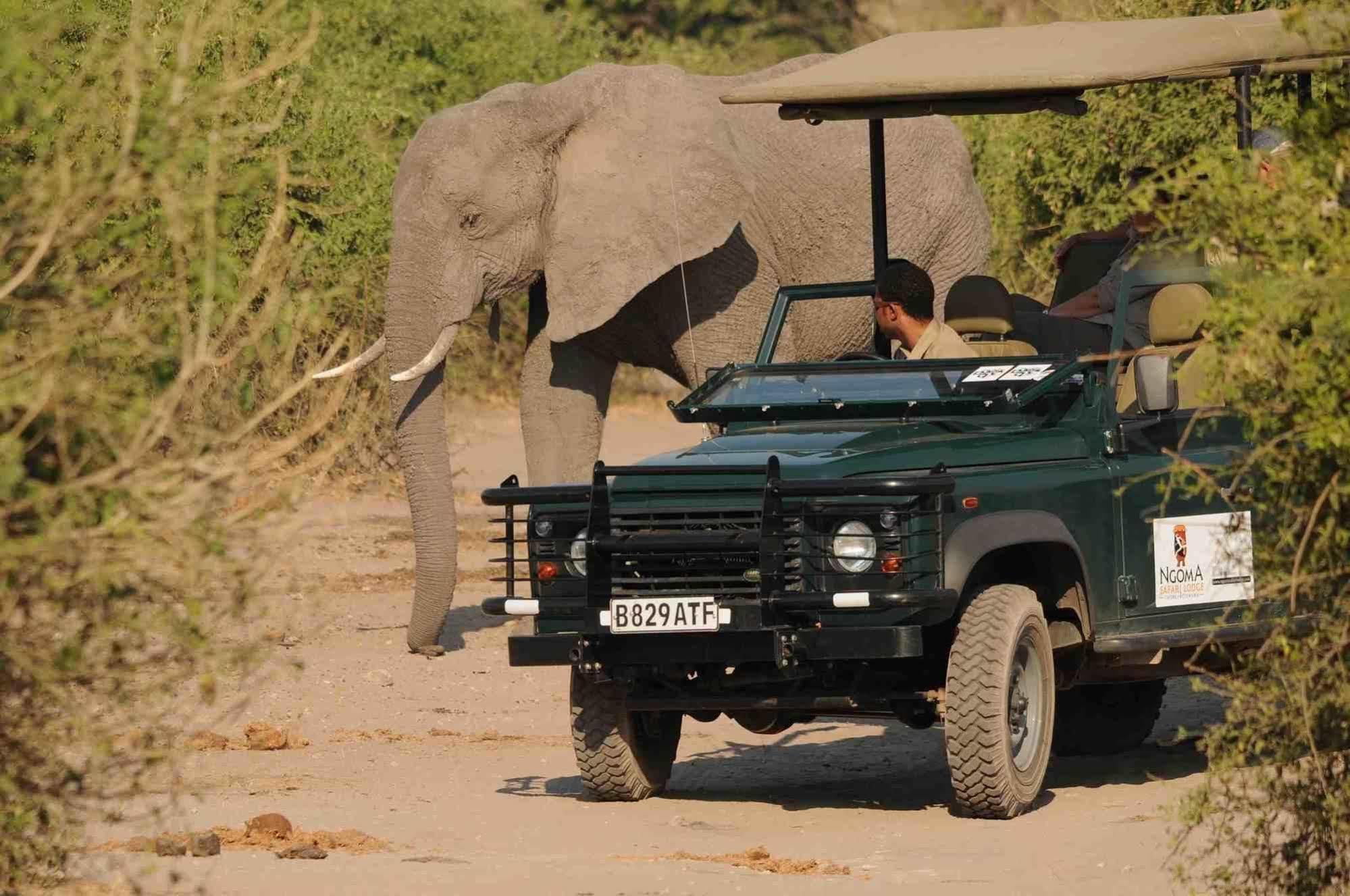 Ngoma Safari Lodge Kavimba Екстериор снимка